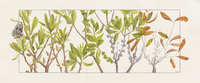 Bayberry and Columbia Silkmoth