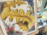 Sugar Kelp (Saccharina latissima) in a Tidepool