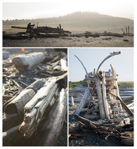Drift Wood at Cattle Point
