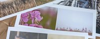Fireweed (Chamaenerion angustifolium)