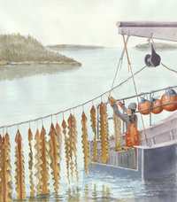Harvesting Farmed Sugar Kelp