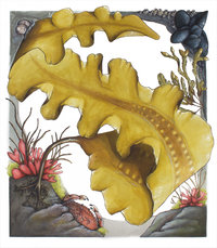 Sugar Kelp (Saccharina latissima) in a Tidepool