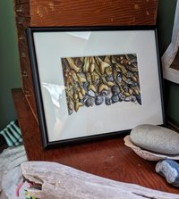 Rockweed and Periwinkles