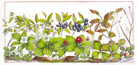 Seasons on the Forest Floor 