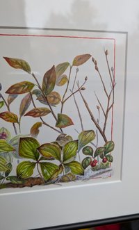 Seasons on the Forest Floor 