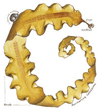 Sugar Kelp (Saccharina latissima) Version Two