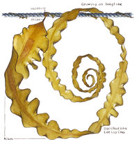 Sugar Kelp (Saccharina latissima) on Longline