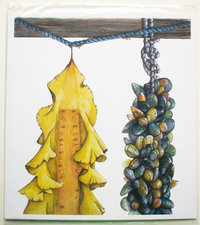 Sugar Kelp and Blue Mussels