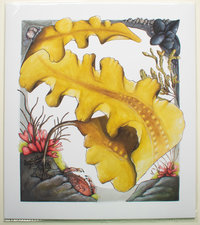 Sugar Kelp (Saccharina latissima) in a Tidepool