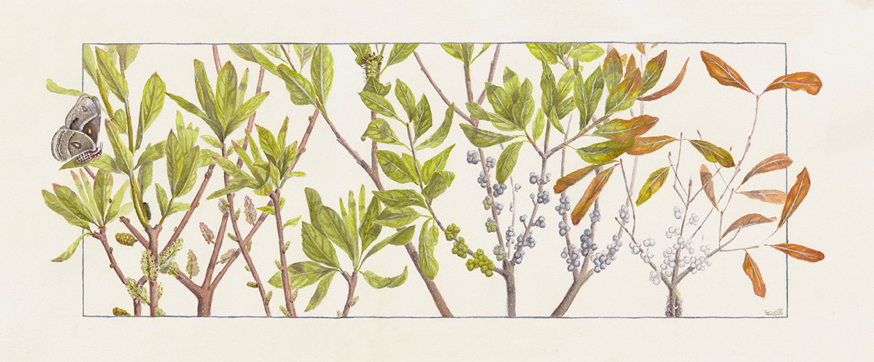 Bayberry and Columbia Silkmoth