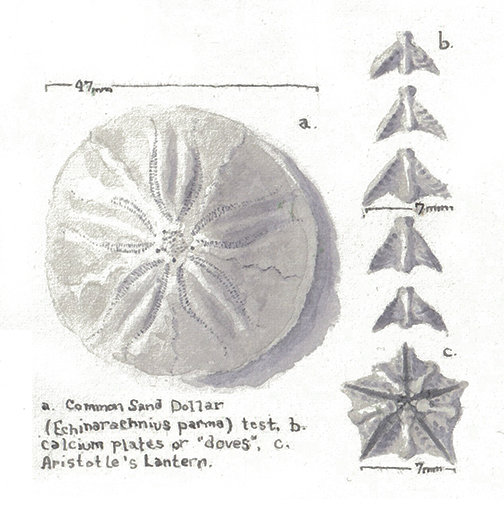 Common Sea Dollar