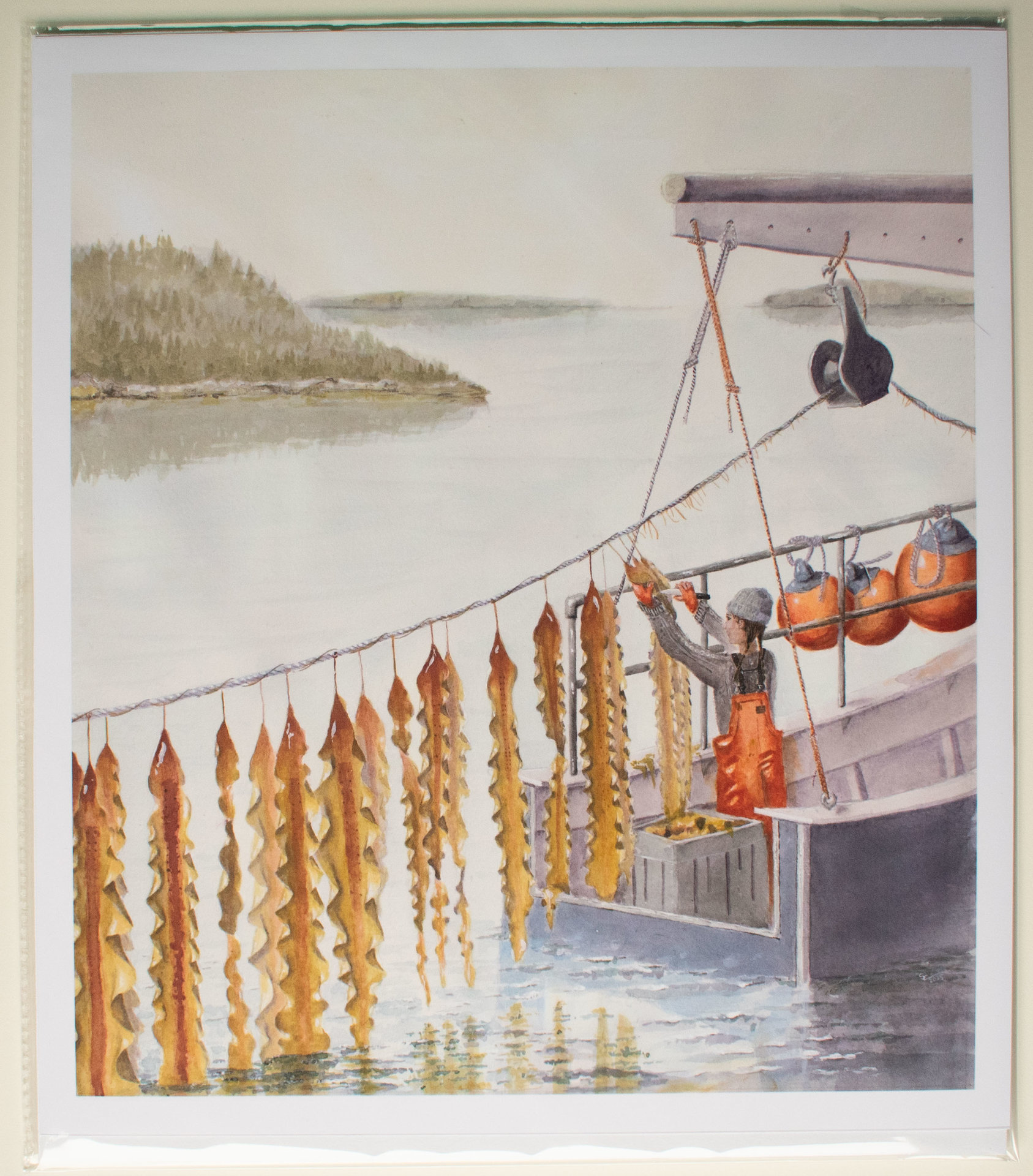 Harvesting Farmed Sugar Kelp