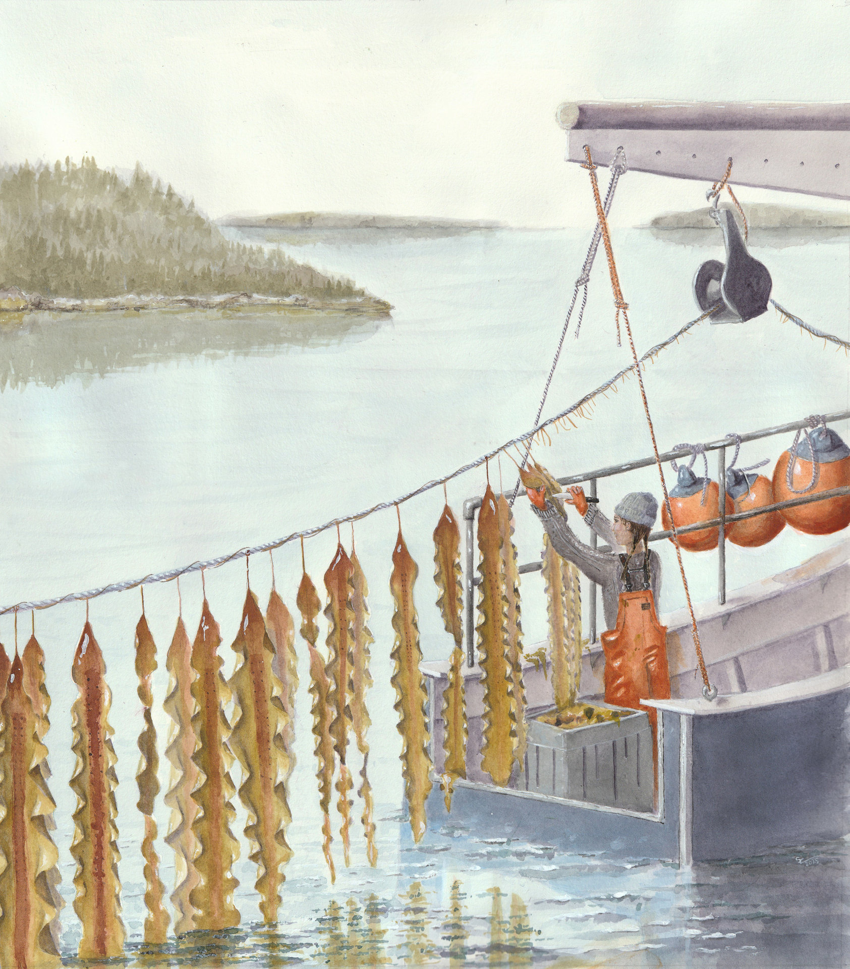 Harvesting Farmed Sugar Kelp