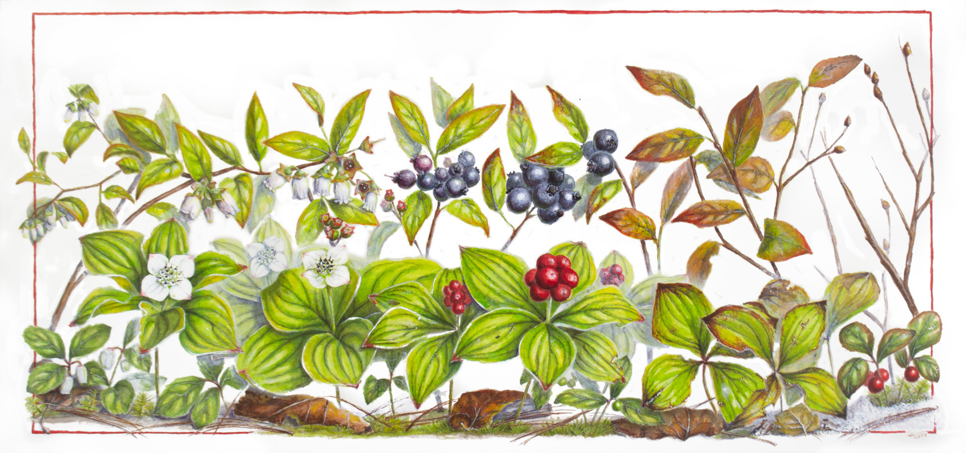 Seasons on the Forest Floor 