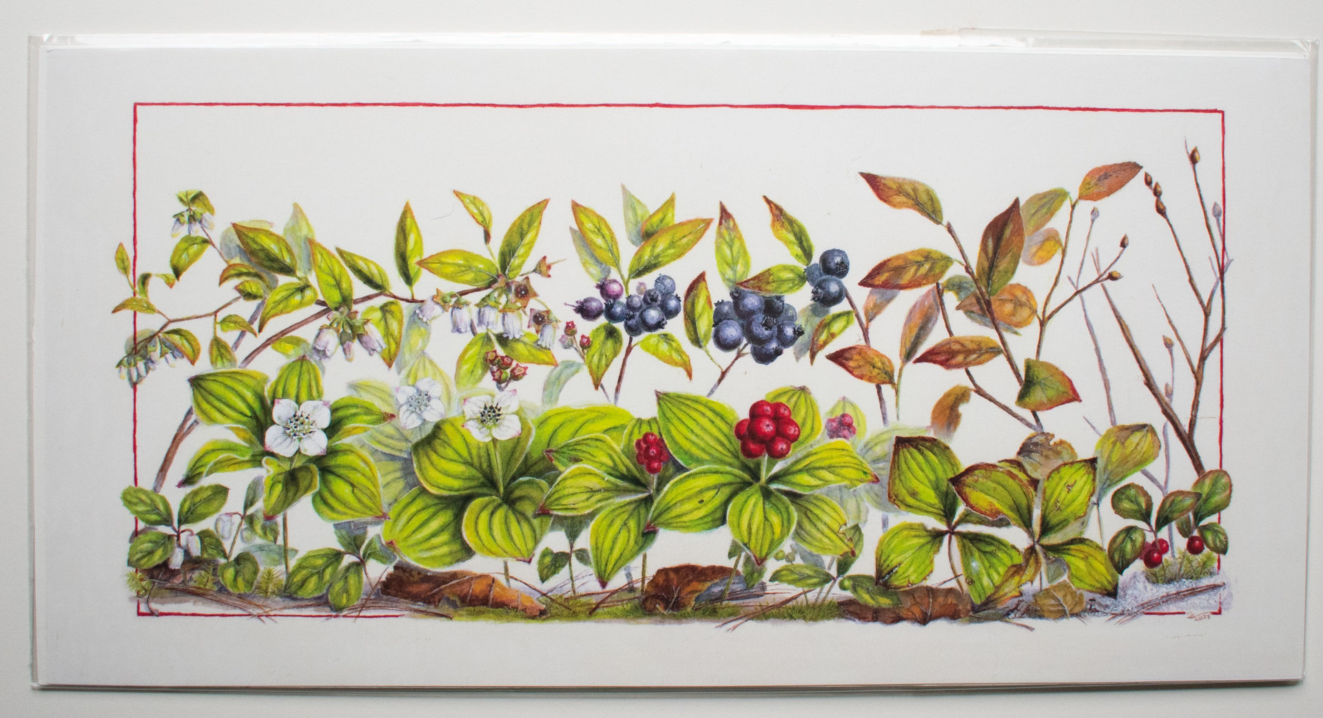 Seasons on the Forest Floor 