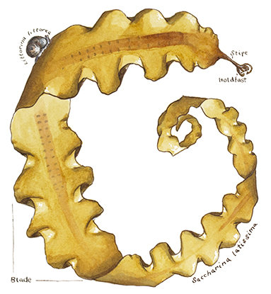 Sugar Kelp (Saccharina latissima) Version Two