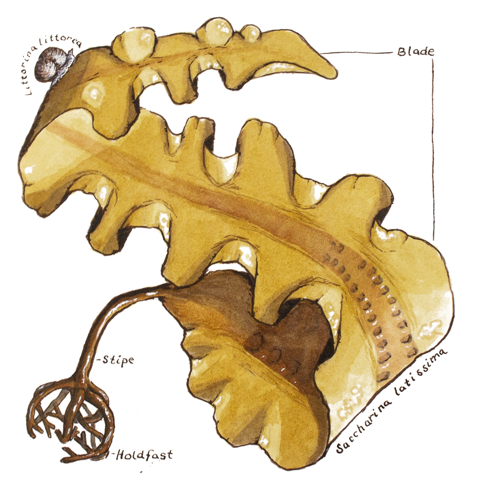 Sugar Kelp (Saccharina latissima) version one 