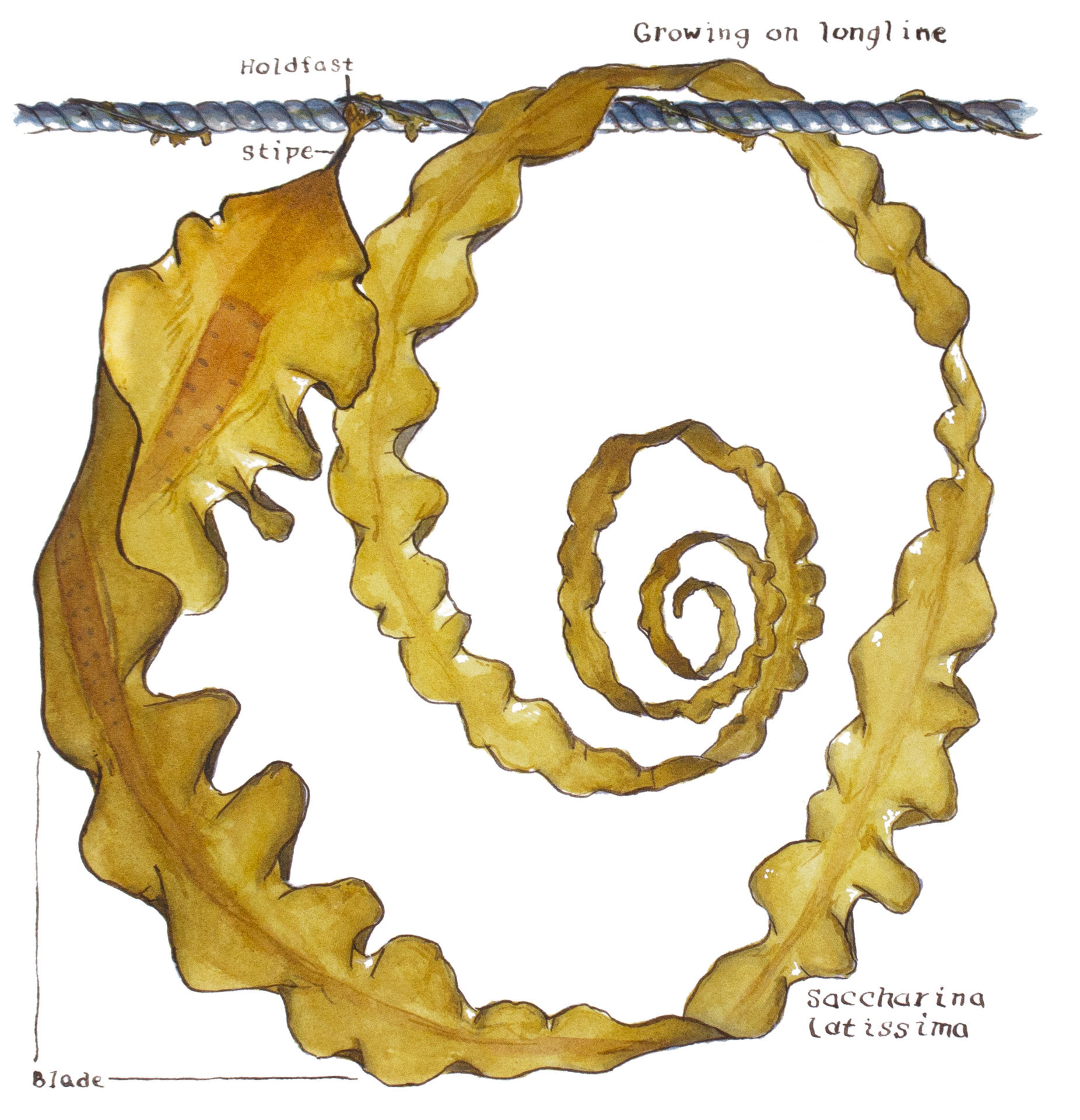 Sugar Kelp (Saccharina latissima) on Longline