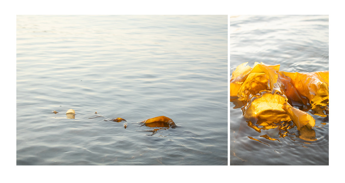 Sugar Kelp in the Calm 