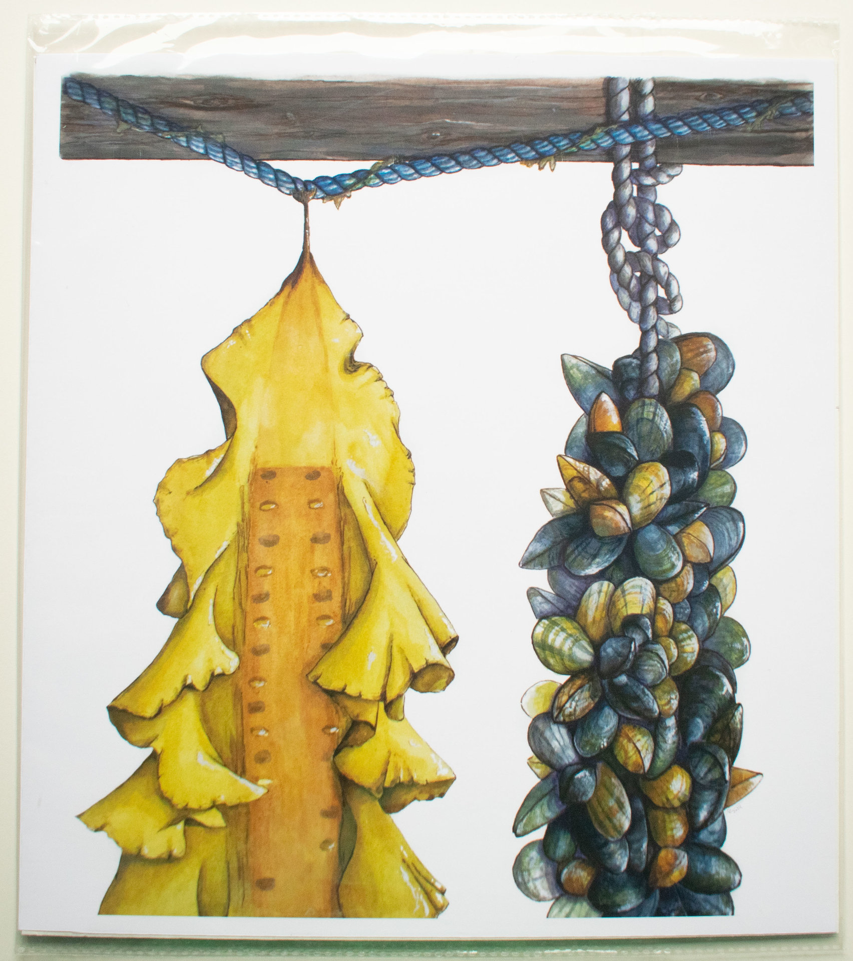 Sugar Kelp and Blue Mussels