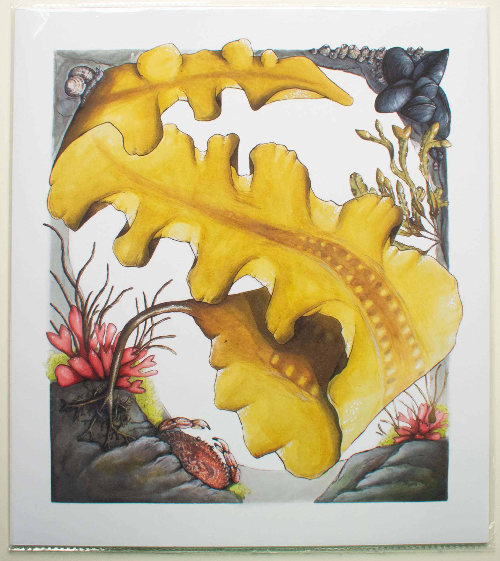 Sugar Kelp (Saccharina latissima) in a Tidepool