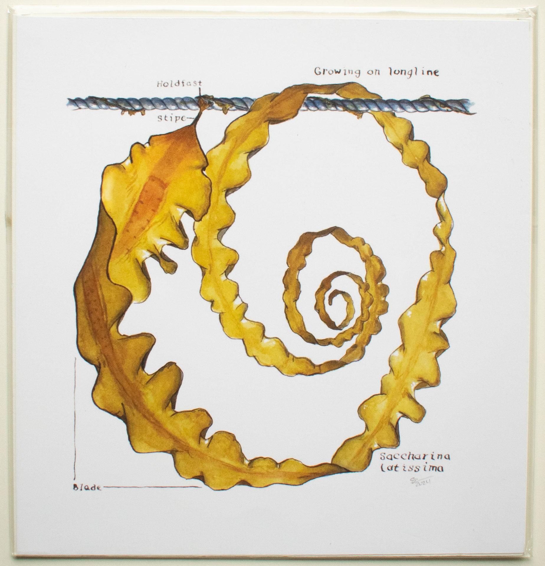 Sugar Kelp (Saccharina latissima) on Longline
