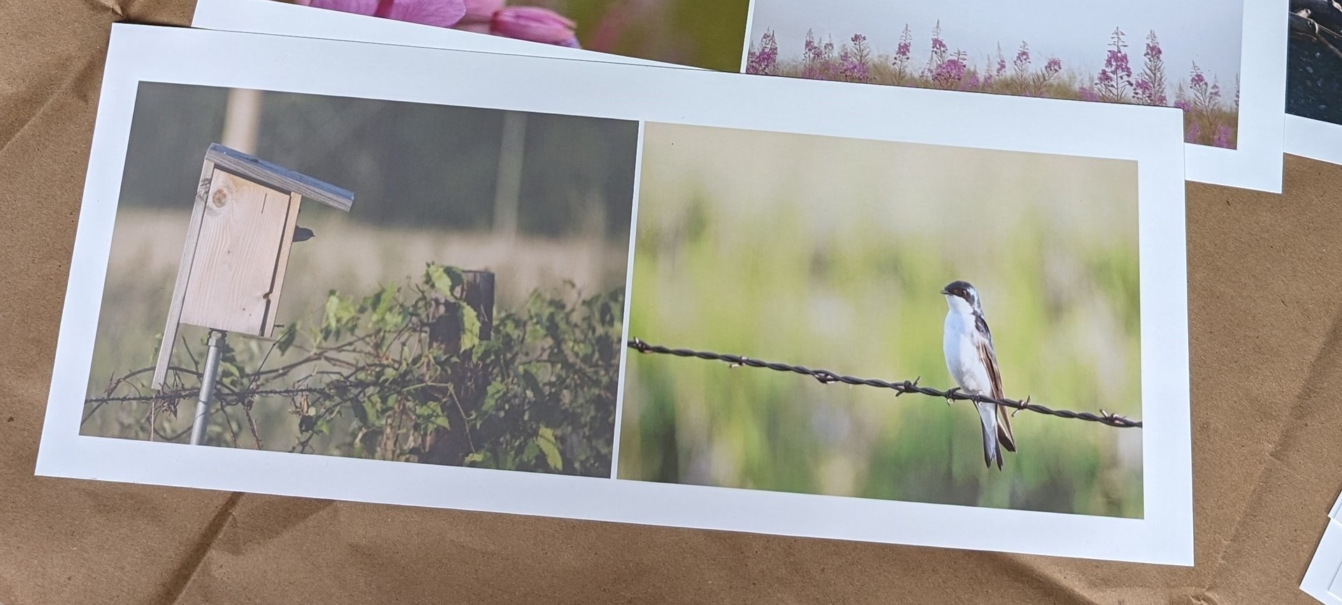 Tree Swallow (Tachycineta bicolor)