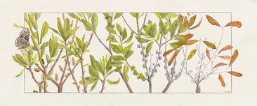 Bayberry and Columbia Silkmoth