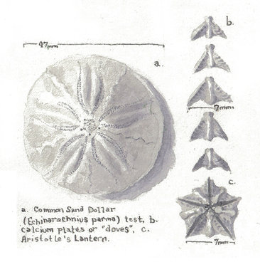 Common Sea Dollar