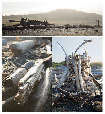Drift Wood at Cattle Point