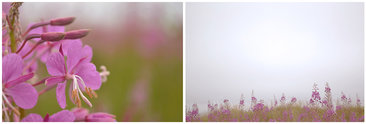Fireweed (Chamaenerion angustifolium)