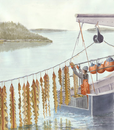 Harvesting Farmed Sugar Kelp