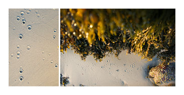 Seaweed Drips at Low Tide