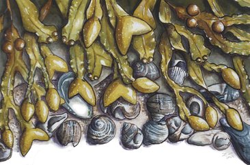 Rockweed and Periwinkles