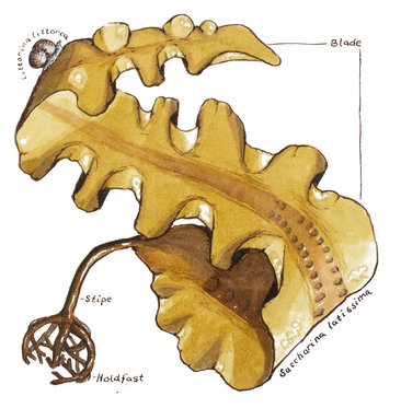 Sugar Kelp (Saccharina latissima) version one 