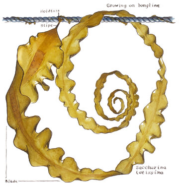 Sugar Kelp (Saccharina latissima) on Longline